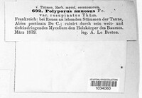 Heterobasidion annosum image